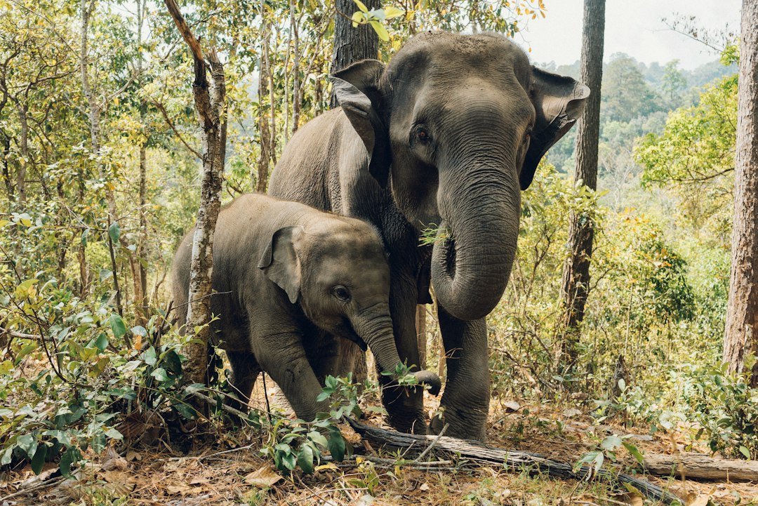 Ilustrasi gajah di kawasan hutan