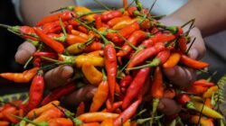 Ilustrasi cabai dan bahan pangan di pasar untuk berita harga pangan Bandar Lampung