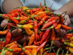 Harga Cabai Rawit Merah Bandar Lampung Rata-Rata Rp72.875 per Kg
