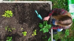 Seseorang merawat tanaman di kebun, ilustrasi bukan dokumentasi Program Kebun Pangan Perempuan Aceh Tengah.