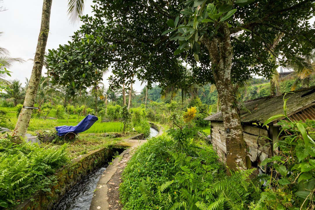 Ilustrasi lahan persawahan, bukan foto jaringan irigasi Alue Seupeung, Nagan Raya