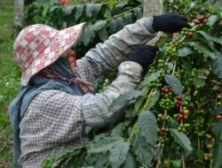 Kabupaten Solok Targetkan Pengembangan Kopi 2.000 Hektare, 525 Hektare Sudah Ditanami