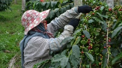 Kabupaten Solok Targetkan Pengembangan Kopi 2.000 Hektare, 525 Hektare Sudah Ditanami