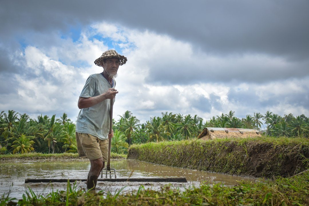 Ilustrasi petani di sawah, bukan foto kegiatan penyerapan gabah Bulog Medan