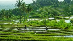 Ilustrasi areal persawahan untuk berita rehabilitasi sawah Nagan Raya