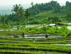 Nagan Raya Mulai Rehabilitasi 55 Hektare Sawah Pascabanjir