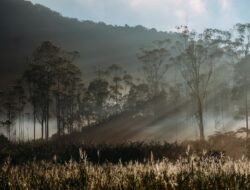Karhutla di Sumut Capai 308,87 Hektare, BPBD Catat 52 Kejadian hingga Agustus