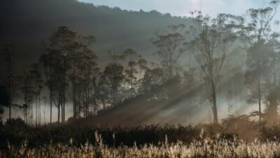 Karhutla di Sumut Capai 308,87 Hektare, BPBD Catat 52 Kejadian hingga Agustus
