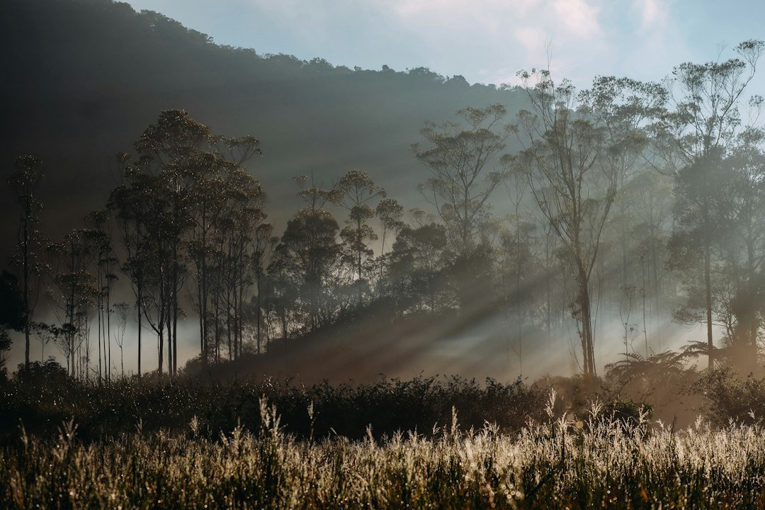 Ilustrasi kawasan hutan di Indonesia. Foto: Aldri Suganda/Unsplash