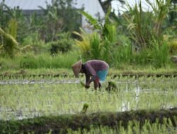 63 Petani Taput Terima 5,3 Ton Bibit Bawang Merah
