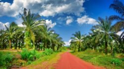 Perkebunan kelapa sawit sebagai ilustrasi harga TBS di Riau